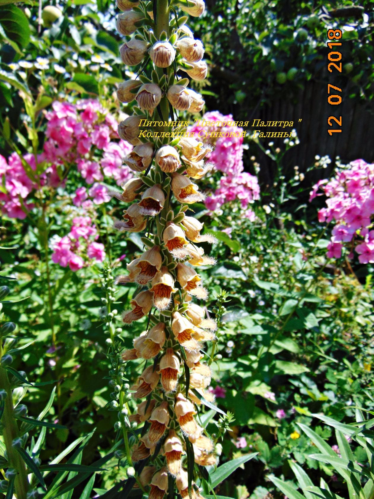 НАПЕРСТЯНКА РЖАВАЯ (лат. Digitalis ferruginea) - цветочнаяпалитра32.рф